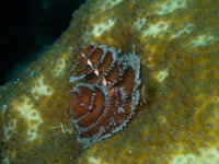 img45